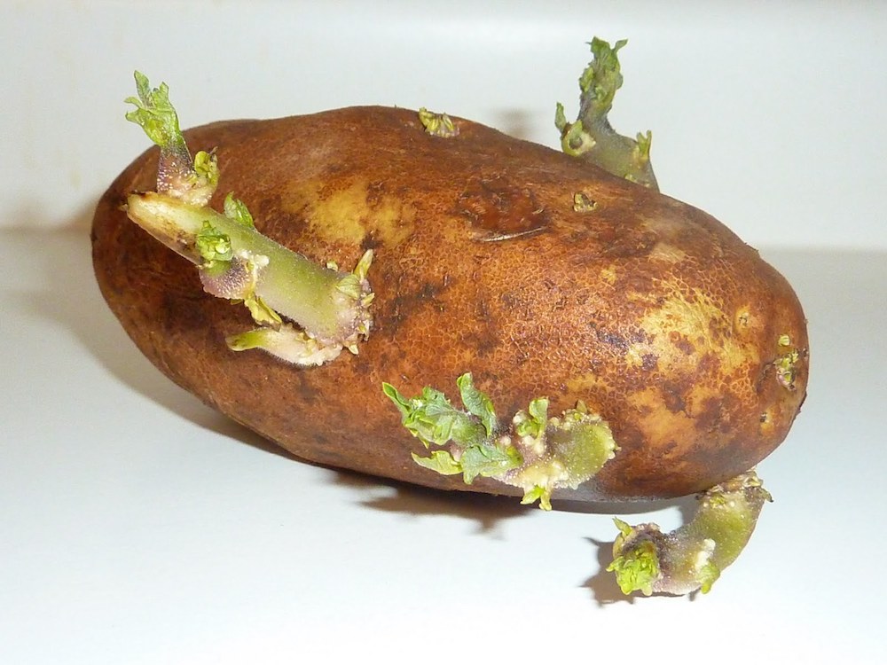 Potato Sex 105