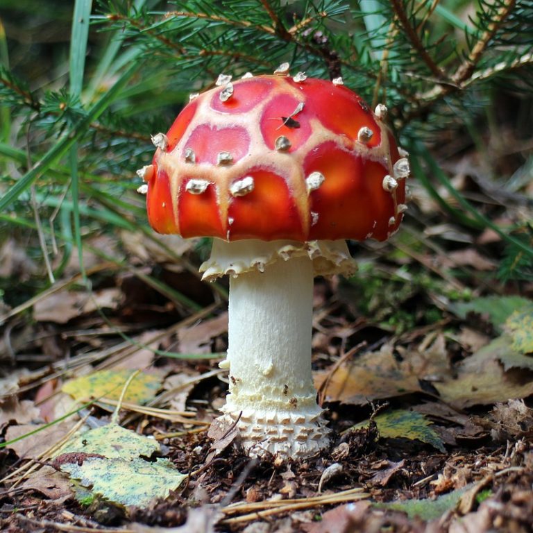 fly-agaric-448722_1280